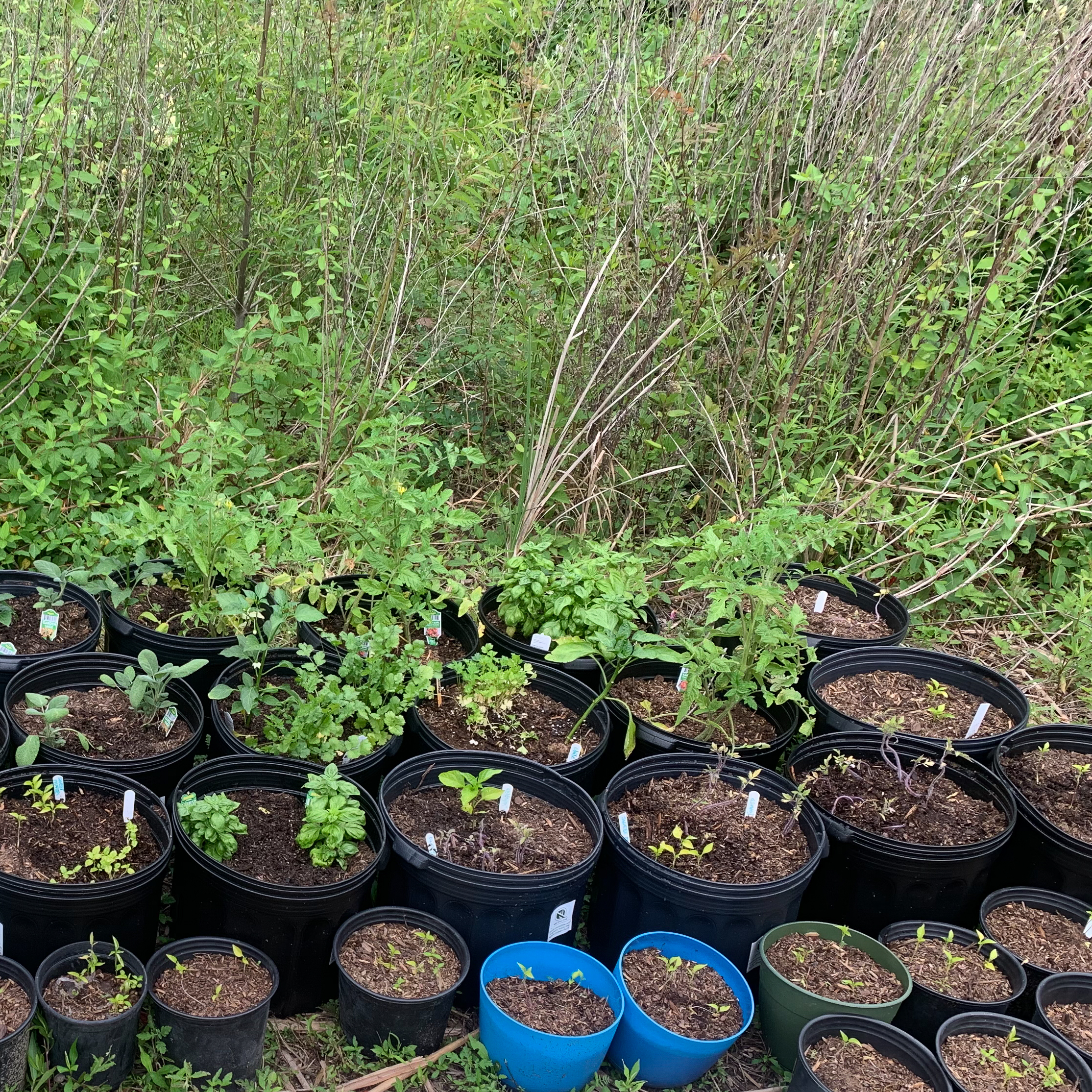 A collection of potted plants in various sizes set against a lush green backdrop.